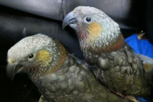 parrot chicks