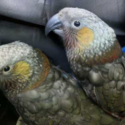 parrot chicks