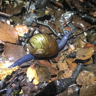 snail on forest floor