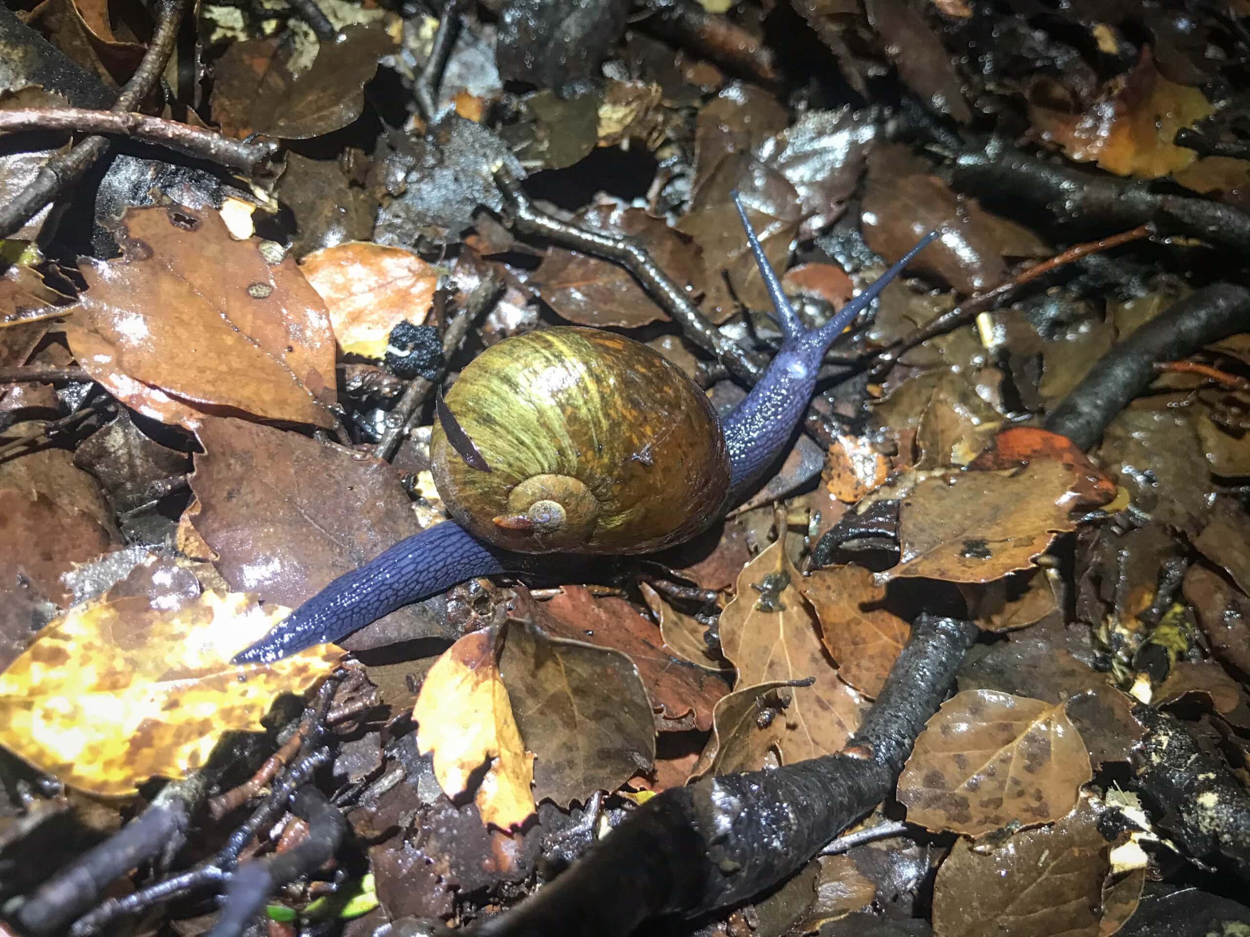 snail on forest floor
